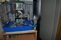 Hansi am Bauer.  Foto vom 27.11.10.