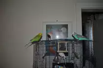 Pucki, Charly und Hansi auf Bauer.  Foto vom 27.11.10