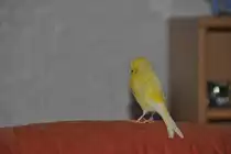 Merlin beim putzen.  Foto vom 27.11.10