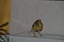 Charly auf Heizk�rper.  Foto vom 27.11.10