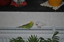 Pucki und Bobby auf Heizkrper. Foto vom 26.11.10.