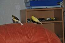 Und sitzen die Kanarienvgel auf meinen Sessel.  Foto vom 27.11.10