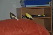 Und sitzen die Kanarienv�gel auf meinen Sessel.  Foto vom 27.11.10