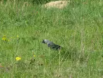 Rabe fotografiert im Park am Kapellenberg (Grevesm�hlen), 30.04.2009