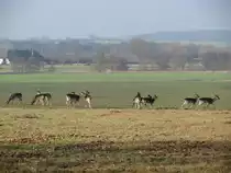 Rehe beim �ssen, fotografiert vom Weg B�rzow nach Questin (NWM) 05.02.2009