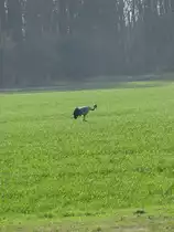 Kranich fotografiert westlich von L�bsee an der Stra�e von Menzendorf nach L�bsee (NWM) 07.04.2010