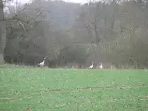 Kraniche fotografiert in Questin (NWM) 13.03.2009