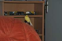 Merlin sitz auf meinen Sessel und sieht in meine Kamara. Foto vom 26.11.10