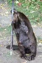 Dieser Kanadische Biber (Castor canadensis) scheint Eisen mehr als Holz zu m�gen. Toronto Zoo am 25.8.2010.