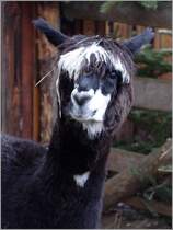 Manolito wird dieser frech dreinschauende Alpaka-Hengst gerufen. Gesehen im Altdeutschen Weihnachtsdorf auf dem Weihnachtsmarkt in Uelzen. 28.11.2010