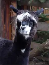 Manolito wird dieser frech dreinschauende Alpaka-Hengst gerufen. Gesehen im Altdeutschen Weihnachtsdorf auf dem Weihnachtsmarkt in Uelzen. 28.11.2010