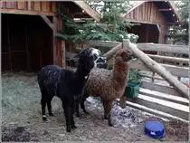 Zwei Alpakas sind im Altdeutschen Weihnachtsdorf auf dem Weihnachtsmarkt in Uelzen zu sehen. 28.11.2010