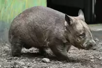 S�dlicher Haarnasenwombat (Lasiorhinus latifrons) am 25.9.2010 im Toronto Zoo.