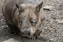 Sdlicher Haarnasenwombat (Lasiorhinus latifrons) am 25.9.2010 im Toronto Zoo.