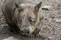 S�dlicher Haarnasenwombat (Lasiorhinus latifrons) am 25.9.2010 im Toronto Zoo.