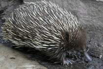 Kurzschnabeligel (Tachyglossus aculeatus) am 25.9.2010 im Toronto Zoo. Diese Tiere, gehren wie die Schnabeltiere zu den eierlegenden Sugetieren.