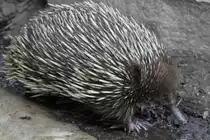 Kurzschnabeligel (Tachyglossus aculeatus) am 25.9.2010 im Toronto Zoo. Diese Tiere, geh�ren wie die Schnabeltiere zu den eierlegenden S�ugetieren.