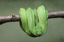 Grne Baumpython (Chondropython viridis) am 25.9.2010 im Toronto Zoo.