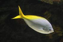 Gelber Blaurcken Fsilier (Caesio teres) am 25.9.2010 im Toronto Zoo.