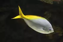 Gelber Blaur�cken F�silier (Caesio teres) am 25.9.2010 im Toronto Zoo.