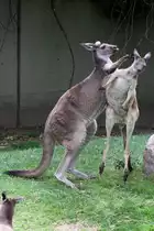 Zwei westliche Graue Riesenk�ngurus (Macropus fuliginosus) beim Boxen. Toronto Zoo am 25.9.2010.
