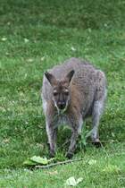 Rotnackenwallaby (Macropus rufogriseus) am 25.9.2010 im Toronto Zoo.
