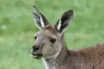 Westliches Graues Riesenk�nguru (Macropus fuliginosus) am 25.9.2010 im Toronto Zoo.
