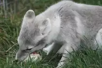 Polarfuchs beim Verspeisen eines H�hnchens. Toronto Zoo am 25.9.2010.