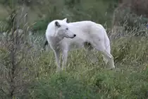 Polarwolf am 25.9.2010 im Toronto Zoo.