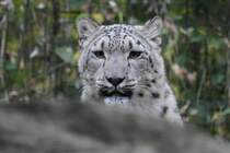 Schneeleopard (Uncia uncia) am 25.9.2010 im Toronto Zoo.