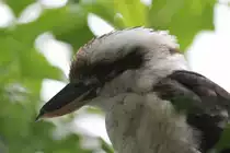 J�gerliest (Dacelo novaeguineae) am 25.9.2010 im Toronto Zoo.