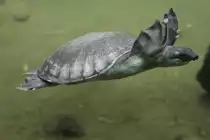 Papua-Weichschildkr�te (Carettochelys insculpta) am 25.9.2010 im Toronto Zoo.