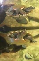 Eine Rotbauch-Spitzkopfschildkrte (Emydura subglobosa) und ihr Spiegelbild. Toronto Zoo am 25.9.2010.