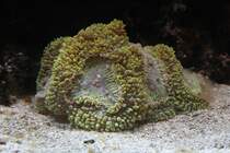 Blastomussa sp. am 25.9.2010 im Toronto Zoo.