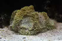 Blastomussa sp. am 25.9.2010 im Toronto Zoo.