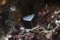 Cluster R�hrenwurm (Bispira brunnea) am 25.9.2010 im Toronto Zoo.