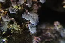 Cluster R�hrenw�rmer (Bispira brunnea) am 25.9.2010 im Toronto Zoo.