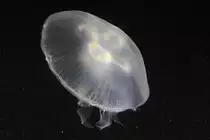 Ohrenqualle (Aurelia aurita) am 25.9.2010 im Toronto Zoo.