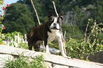  Hier bin ich der Boss! 