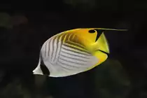 F�hnchen-Falterfisch (Chaetodon auriga) am 25.9.2010 im Toronto Zoo.