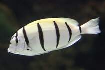 Gitter Doktorfisch (Acanthurus triostegus) am 25.9.2010 im Toronto Zoo.