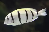 Gitter Doktorfisch (Acanthurus triostegus) am 25.9.2010 im Toronto Zoo.