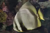 Gew�hnlicher Fledermausfisch (Platax orbicularis) am 25.9.2010 im Toronto Zoo.
