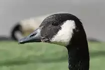 Kanadagans am 26.9.2010 auf dem Gel�nde des Jungle Cat World Wildlife Parks in Orono,Ont.