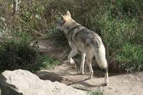 Grauwolf am 26.9.2010 im Jungle Cat World Wildlife Park in Orono,Ont.