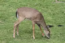 Damhirsch (Dama Dama) am 26.9.2010 im Jungle Cat World Wildlife Park in Orono,Ont.