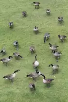 Alle auf zwei! Kanadag�nse am 26.9.2010 im Jungle Cat World Wildlife Park in Orono,Ont.