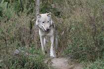 Grauwolf am 26.9.2010 im Jungle Cat World Wildlife Park in Orono,Ont.