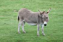 Sardinischer Zwergesel am 26.9.2010 im Jungle Cat World Wildlife Park in Orono,Ont.