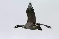 Kanadagans (Branta canadensis) am 26.9.2010 im Jungle Cat World Wildlife Park in Orono,Ont.